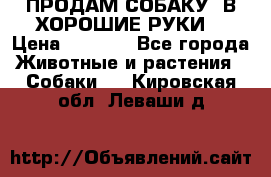 ПРОДАМ СОБАКУ  В ХОРОШИЕ РУКИ  › Цена ­ 4 000 - Все города Животные и растения » Собаки   . Кировская обл.,Леваши д.